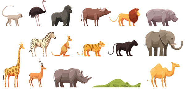 animals nouns in English